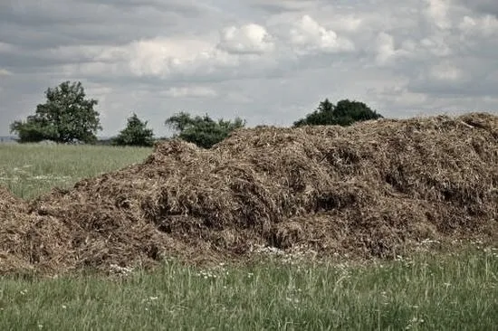 Jak w prosty sposób wykorzystać skorupki od jajek do stworzenia naturalnego nawozu?
