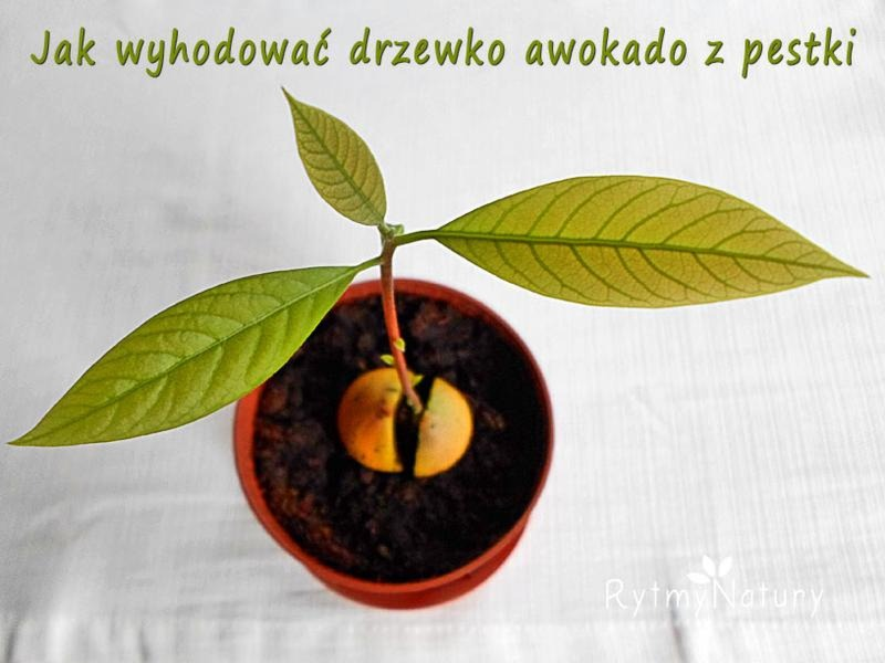 Jak z pestki awokado wyhodować roślinę? Prosty sposób krok po kroku