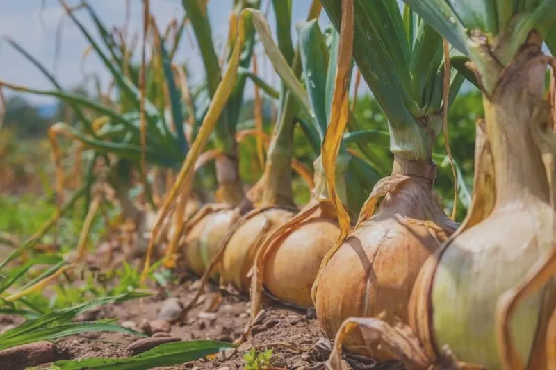 Jaką ziemię wybrać, by uzyskać najlepsze plony cebuli