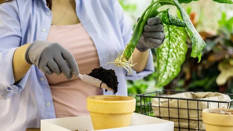 Rozmnażanie aglaonemy: 2 skuteczne metody krok po kroku