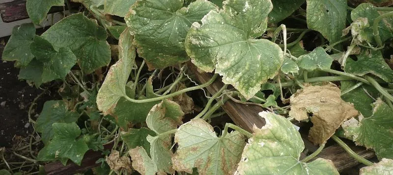 Choroby ogórków