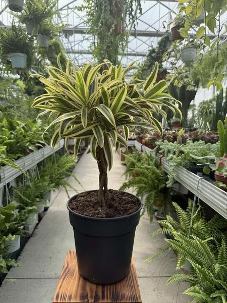 Dracena na balkonie