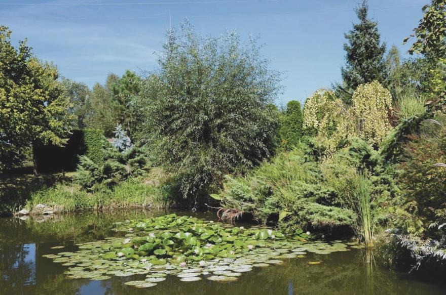 Iglaki w donicach