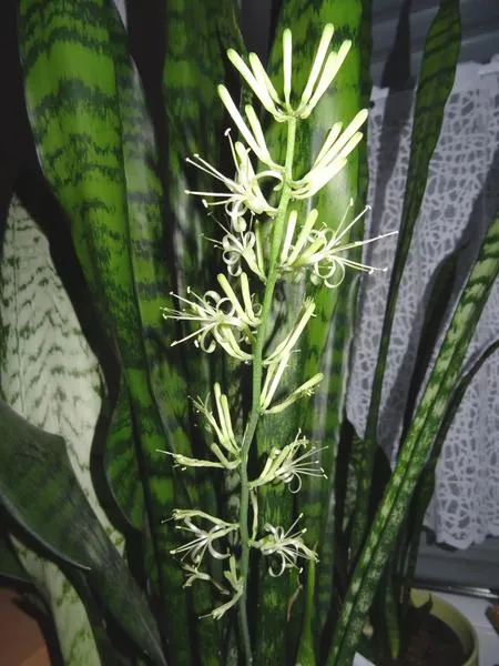 Kwitnienie sansewierii