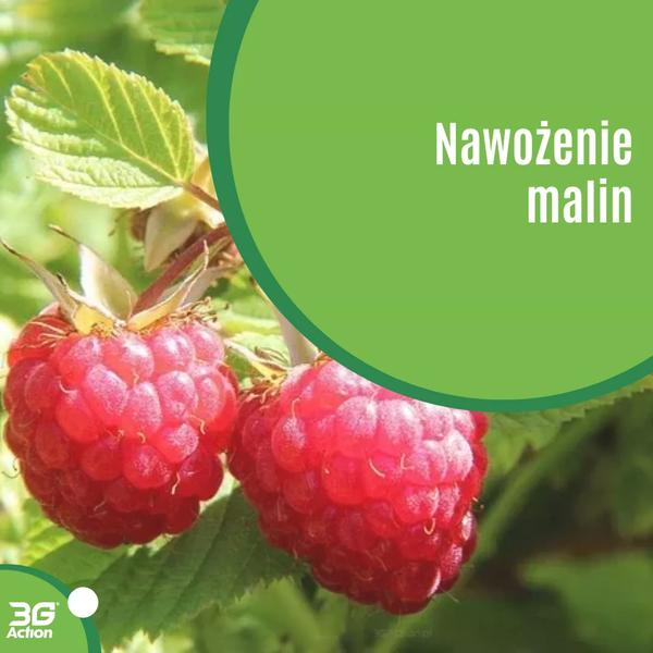 Nawożenie malin wiosną