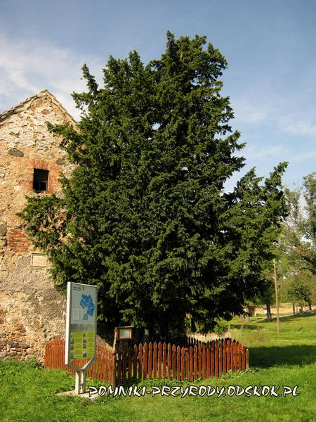 Ochrona najstarszych drzew