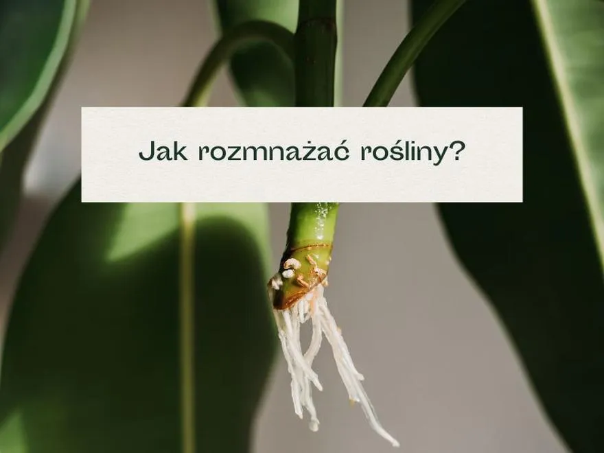 Rola genów w zapłodnieniu