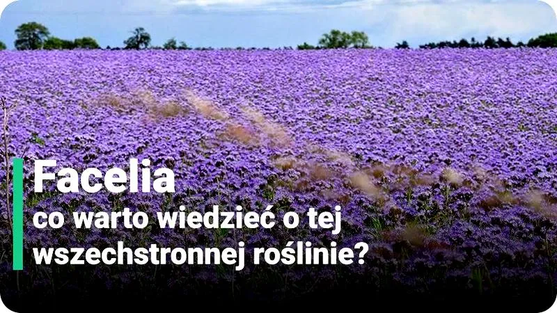 Roślina miododajna