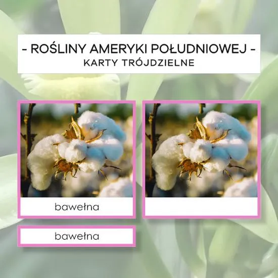 Rośliny Ameryki Południowej