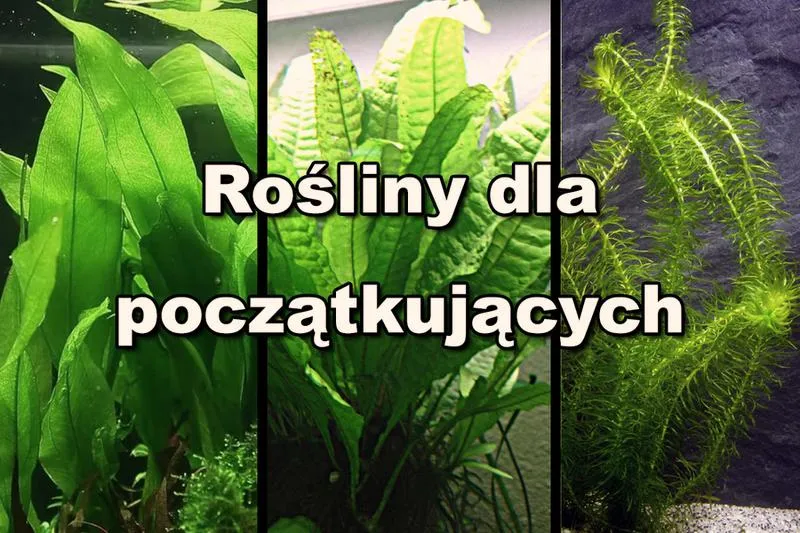 Rośliny akwariowe