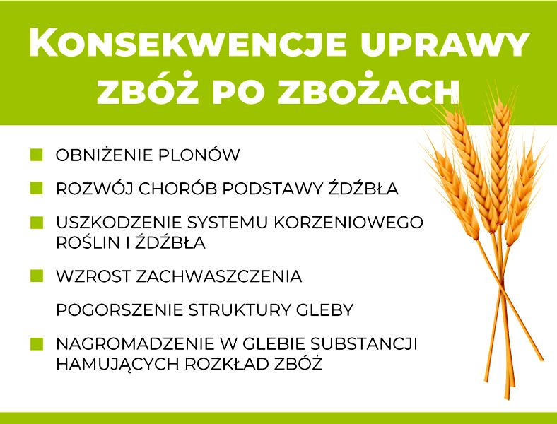 Rośliny poprawiające strukturę gleby