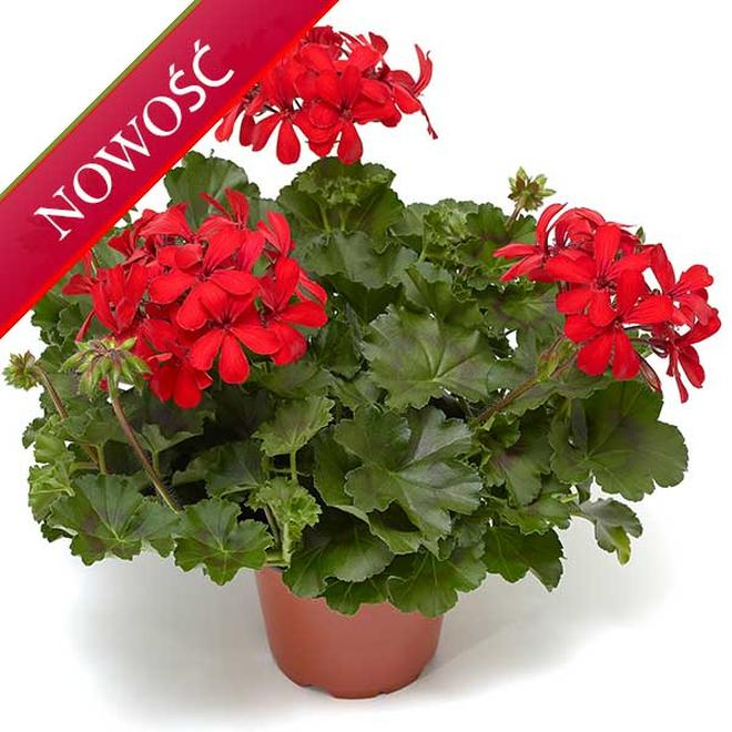 Sadzonki pelargonii bluszczolistnej