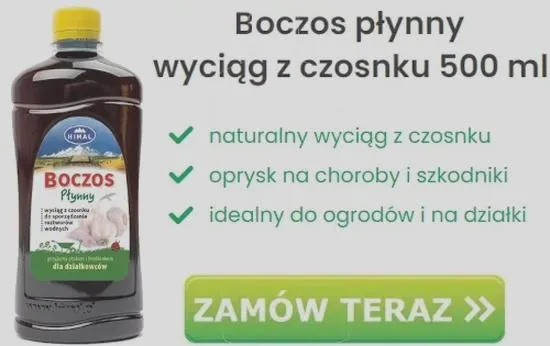 Skuteczne preparaty przeciw chorobom