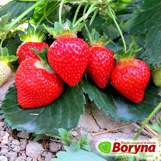 Termin sadzenia truskawek