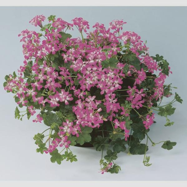 Ukorzenianie pelargonii krok po kroku
