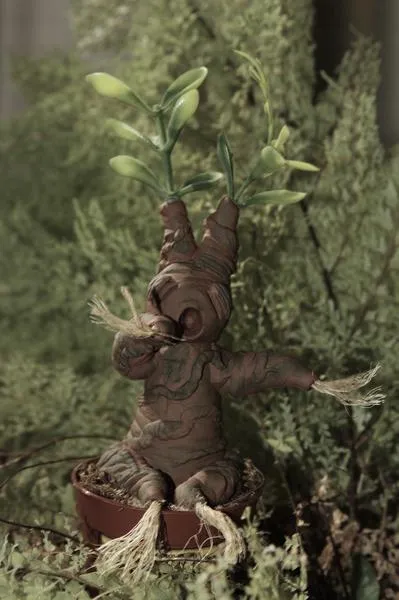 Uprawa kocanki