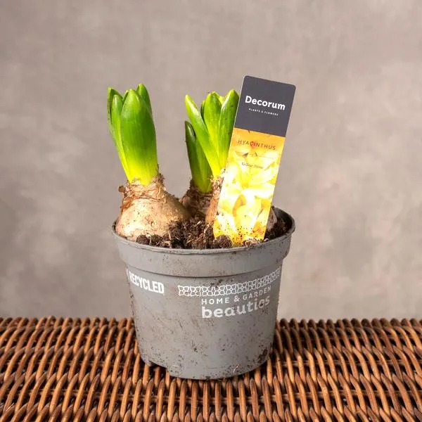 Wymagania glebowe cebuli