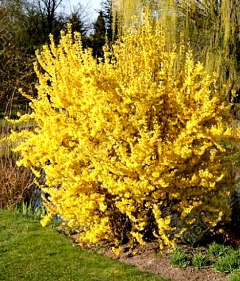 Wymagania siedliskowe forsycji
