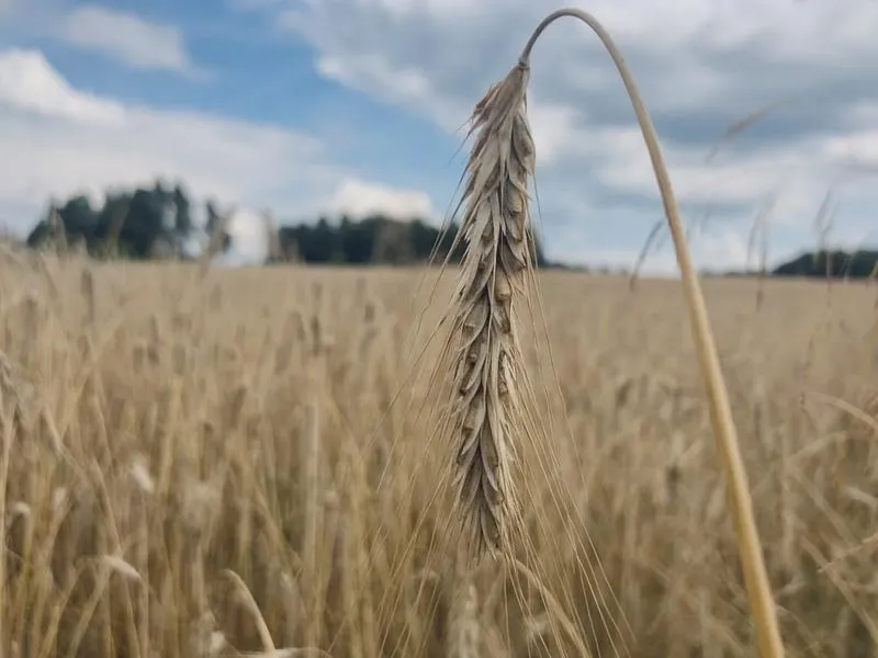 Wzrost żyta ozimego